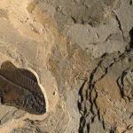 Green River Stone Fossil. Green River Stone Fossil.