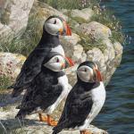 Carl Brenders Carl Brenders