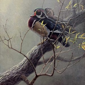 Robert Bateman - Wood Duck Pair in Willow