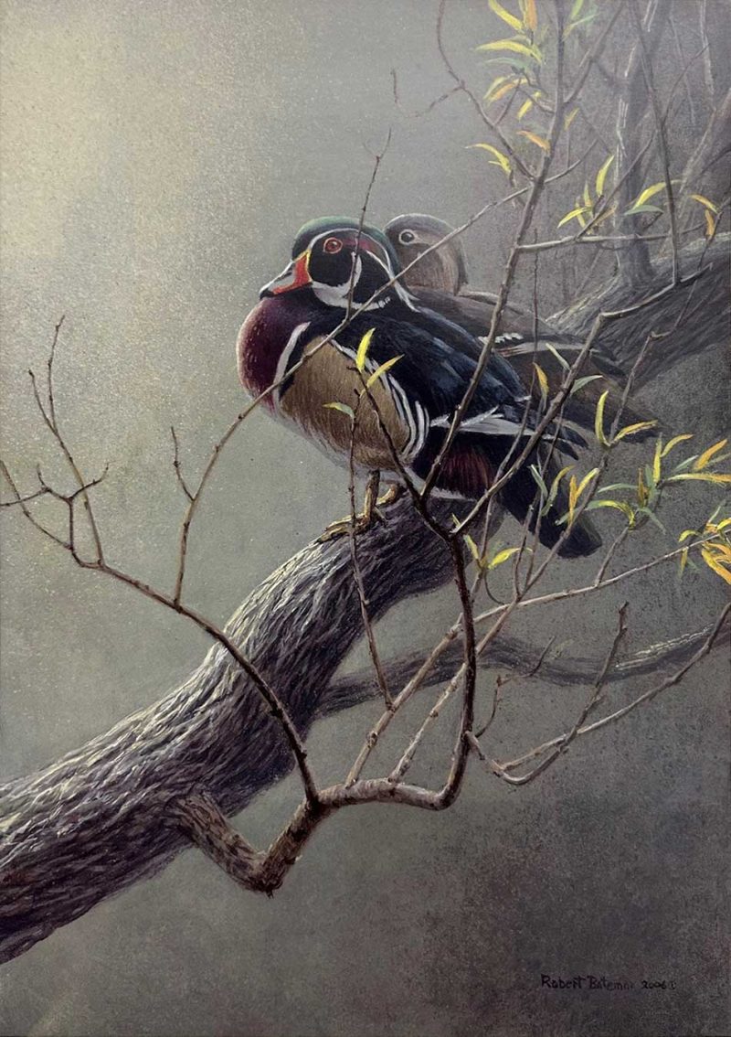 Robert Bateman - Wood Duck Pair in Willow