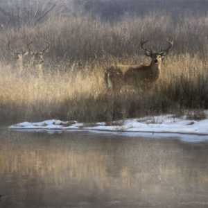 John Banovich-Winter Whitetail