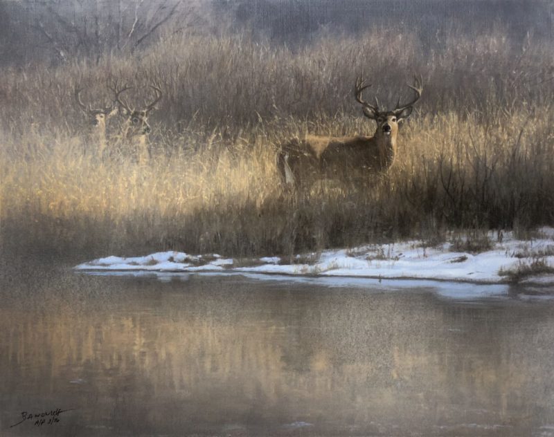 John Banovich-Winter Whitetail