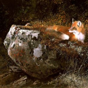 Michael Coleman-Morning Sun Red Fox