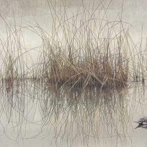 Robert Bateman - Morning Calm