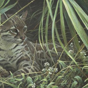 Robert Bateman - Reclining Ocelot