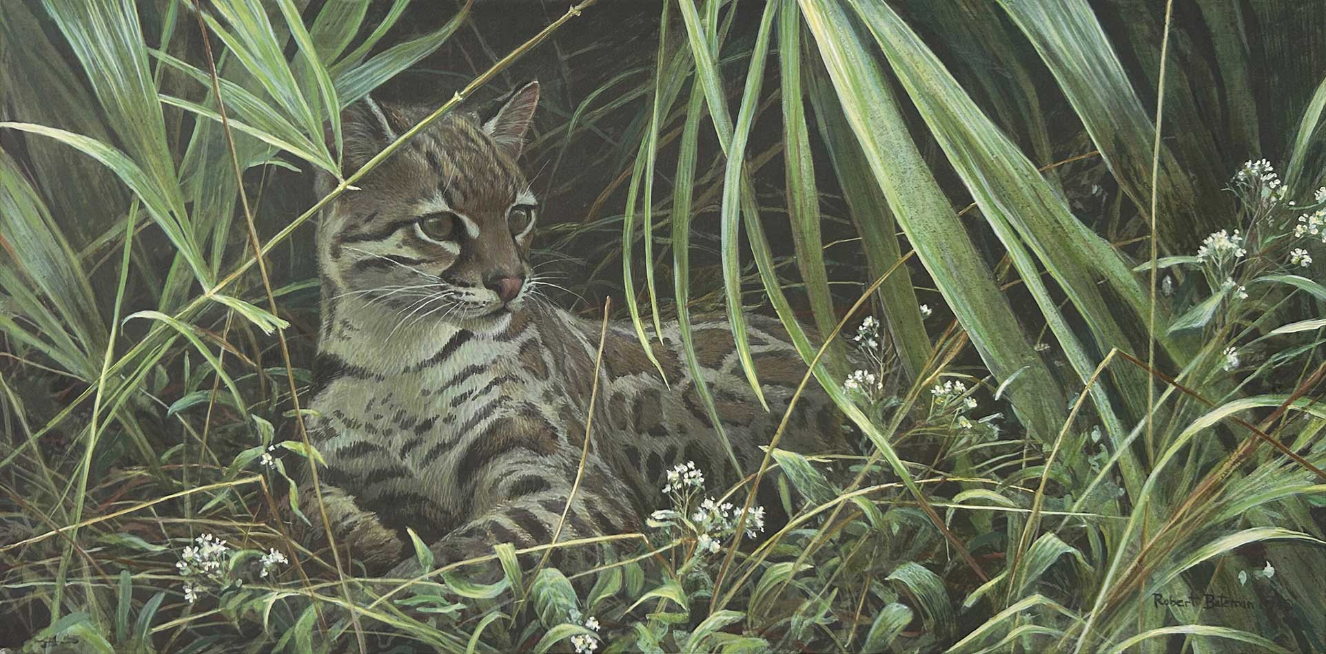 Robert Bateman - Reclining Ocelot
