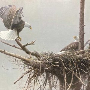 Robert Bateman - Return Bald Eagle Pair
