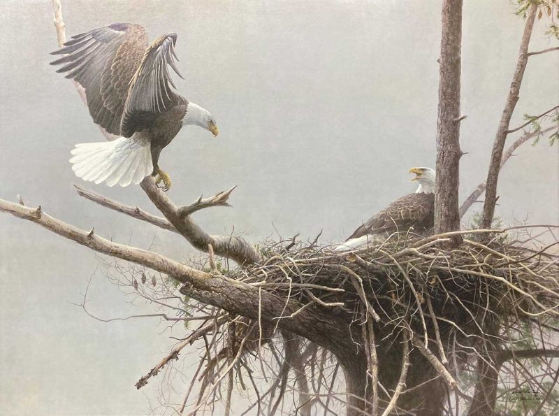 Robert Bateman - Return Bald Eagle Pair