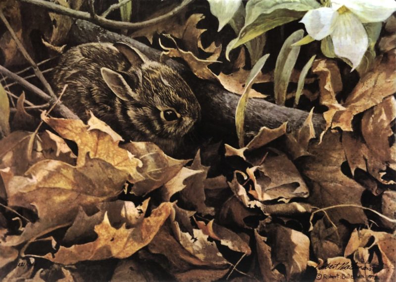 Robert Bateman-Among the Leaves