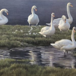 Robert Bateman-Bank of Swans