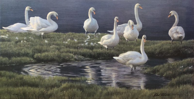 Robert Bateman-Bank of Swans