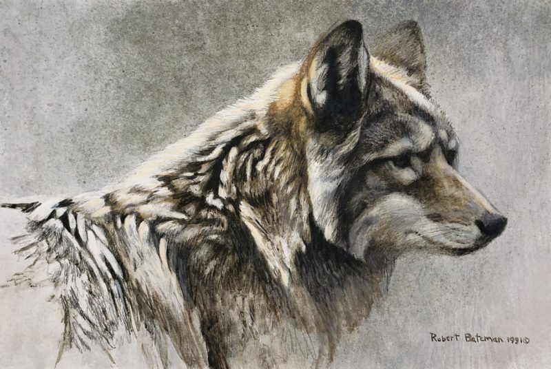 Robert Bateman-Coyote Head Study