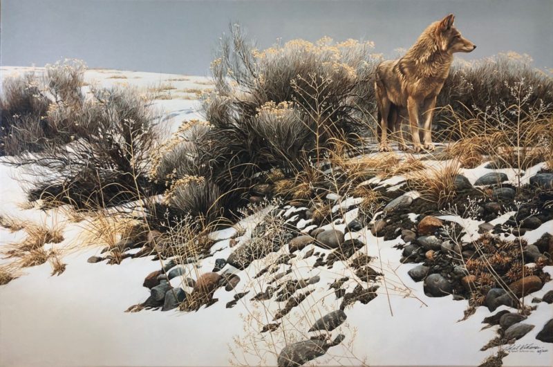 Robert Bateman-Coyote in Winter Sage