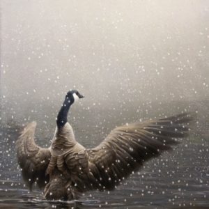 Robert Bateman-Stretching Canada Geese