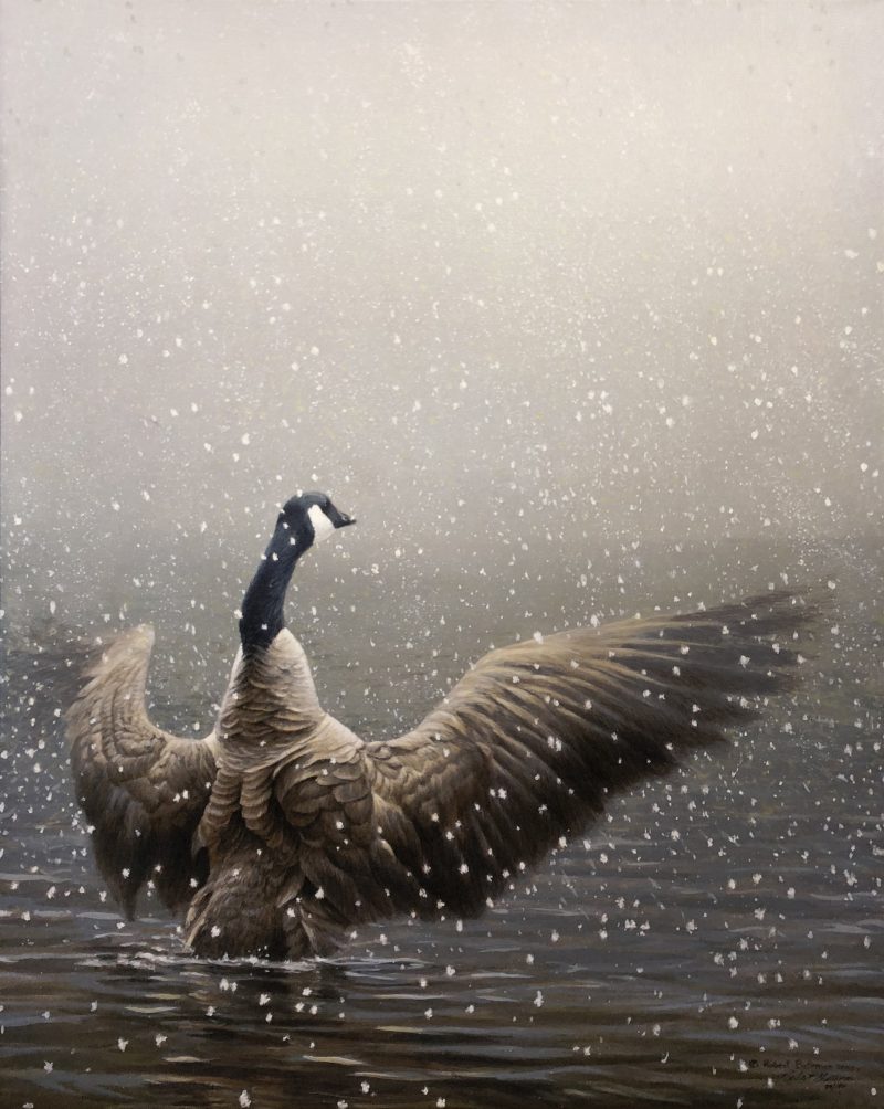 Robert Bateman-Stretching Canada Geese