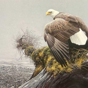 Robert Bateman-Vantage Point-Bald Eagle