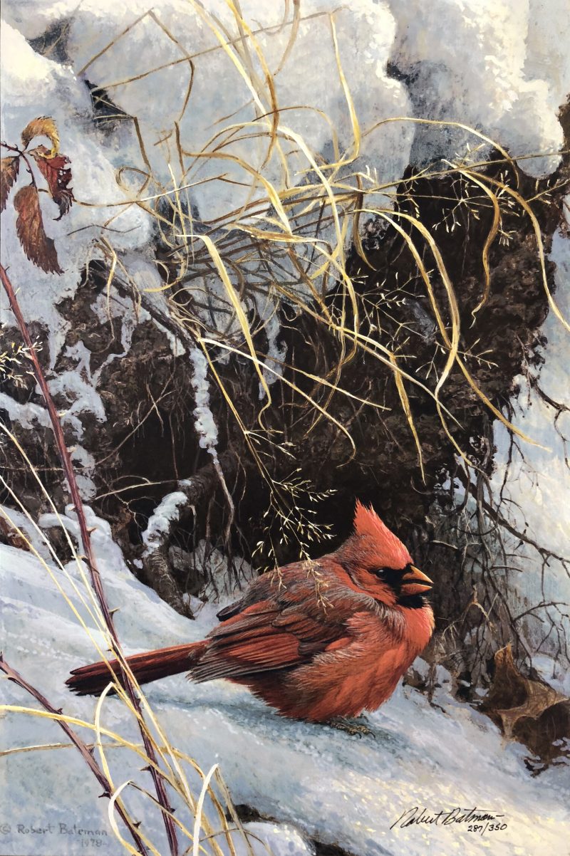 Robert Bateman-Winter Cardinal