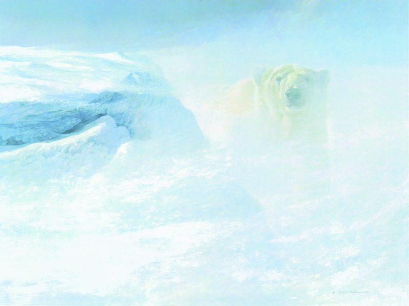 White Encounter - Polar Bear