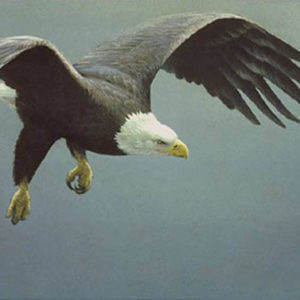 Robert Bateman-approach bald eagle