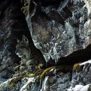 Robert Bateman-at the cliff bobcat conservation