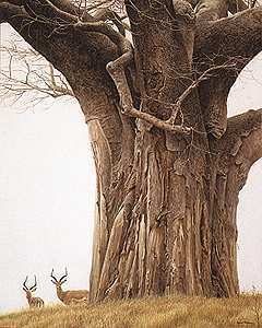 Robert Bateman-baobab tree and impala