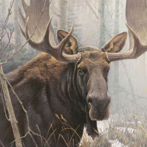 Robert Bateman-BULL MOOSE