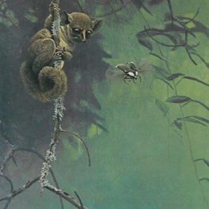 Robert Bateman-bush baby and beetle