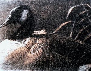 Robert Bateman-canada goose