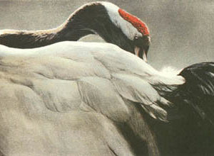 Robert Bateman-ceremonial pose red crown crane