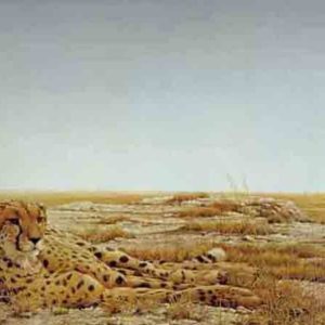 Robert Bateman-cheetah siesta