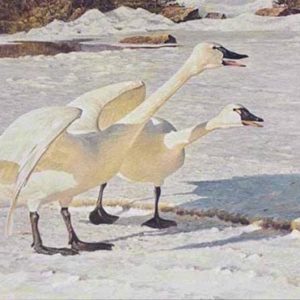 Robert Bateman-courting pair whistling swans