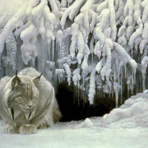 Robert Bateman-dozing lynx