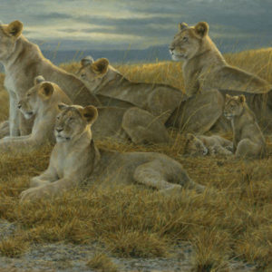 Robert Bateman-family gathering lioness and cubs