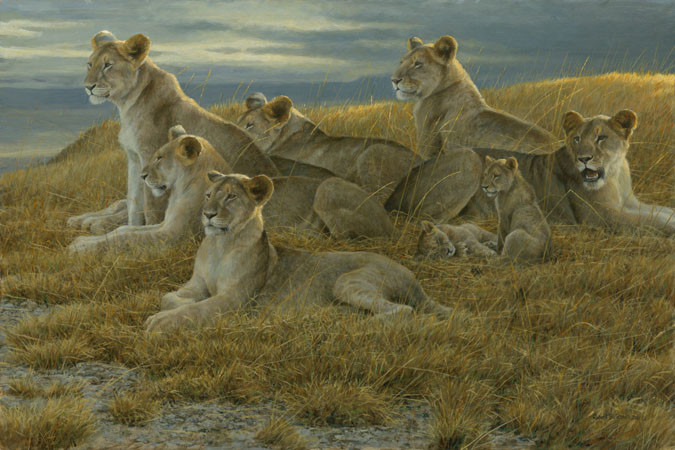 Robert Bateman-family gathering lioness and cubs