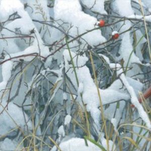Robert Bateman-fresh snow cardinal