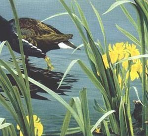 Robert Bateman-gallinule family