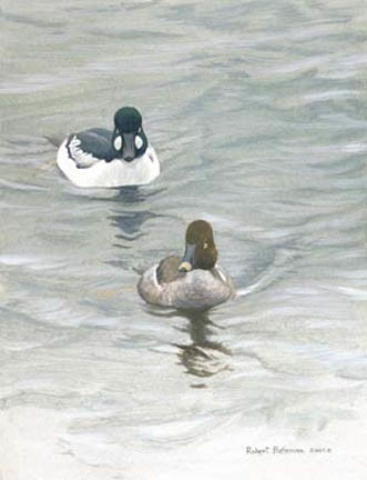 Robert Bateman-goldeneye pair ducks