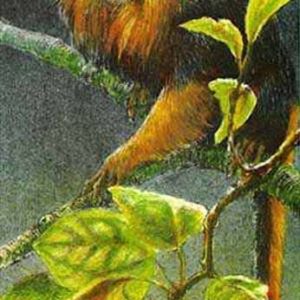 Robert Bateman-golden headed lion tamarin