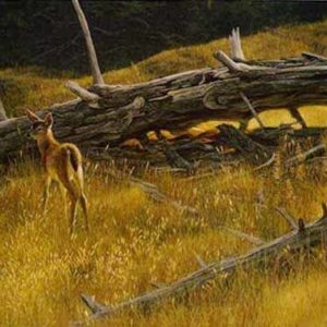 Robert Bateman-golden light black tailed fawn