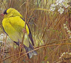 Robert Bateman-goldfinch in the meadow