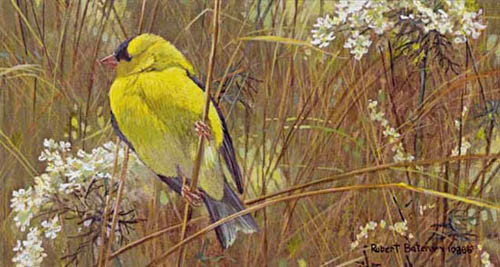 Robert Bateman-goldfinch in the meadow