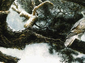 Robert Bateman-goshawk