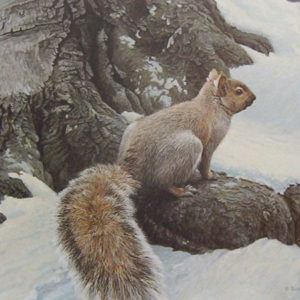 Robert Bateman-gray squirrel