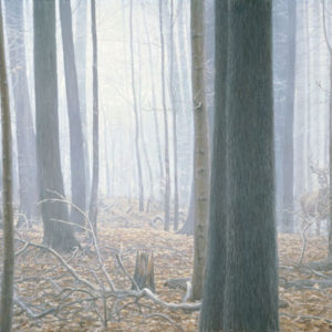 Robert Bateman-hardwood forest white taildeer