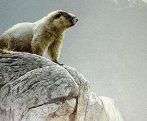 Robert Bateman-hoary marmot