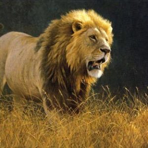 Robert Bateman-into the light lion