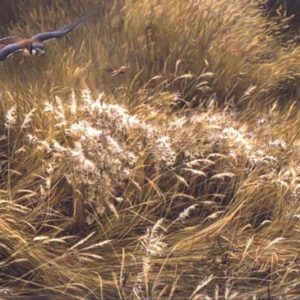 Robert Bateman-kestrel and grasshopper