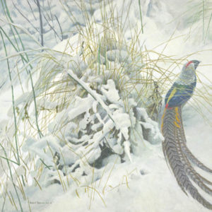 Robert Bateman-lady amhearst pheasant