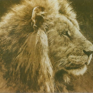 Robert Bateman-lion head