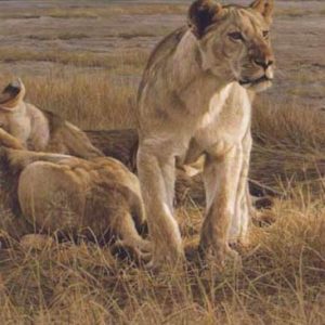 Robert Bateman-lions at dawn
